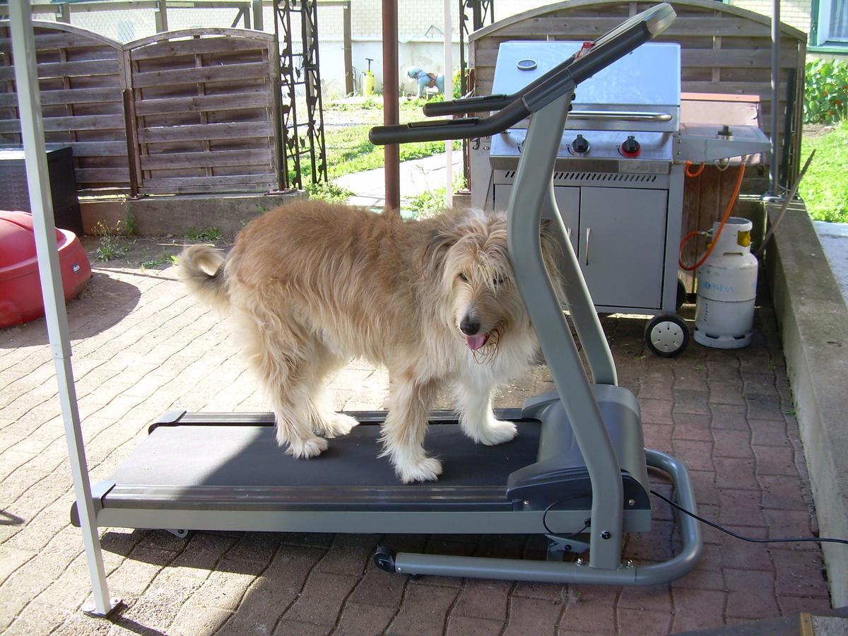 לינה וארוחת בוקר Uzwil Wohlfuehloase Fuer Mensch Und Hund מראה חיצוני תמונה